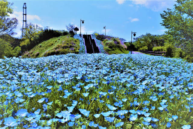 くりはま花の国